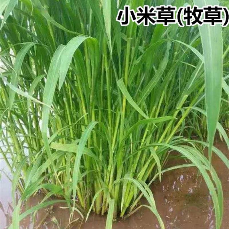 小米草种子，养殖专用水草种籽鱼虾蟹牧草种子雀叶稗牧草种子