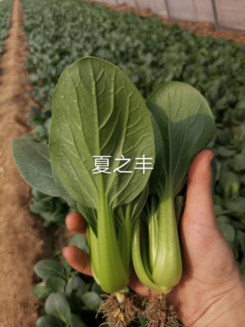 一代交配夏秋耐热青梗菜种子叶色油绿有光泽抗热抗病青菜种子
