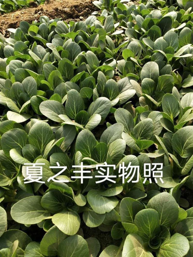 一代交配夏秋耐热青梗菜种子叶色油绿有光泽抗热抗病青菜种子