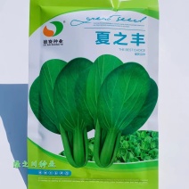 一代交配夏秋耐热青梗菜种子叶色油绿有光泽抗热抗病青菜种子