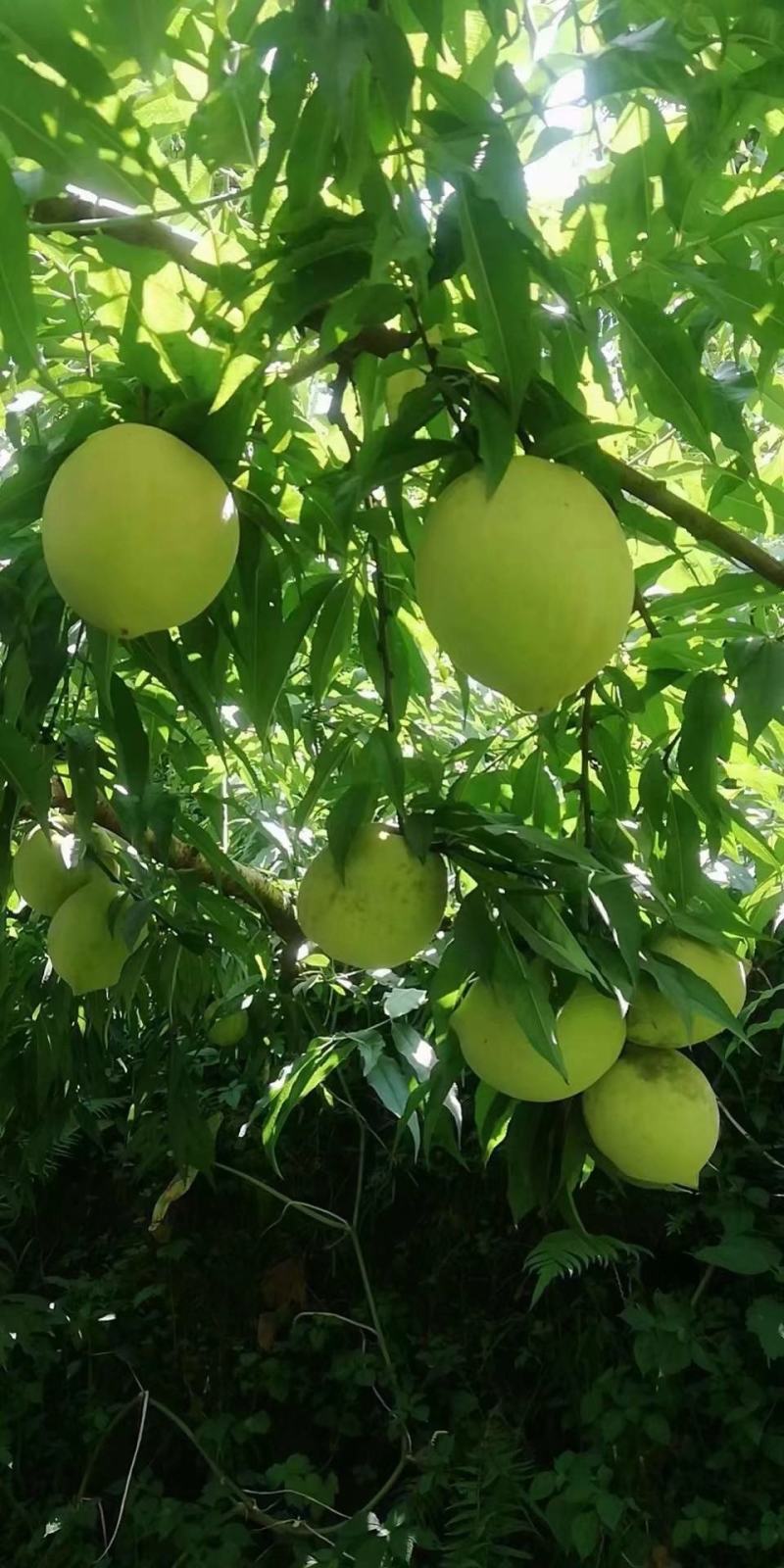 鹰嘴蜜桃，纯甜无酸，耐运输