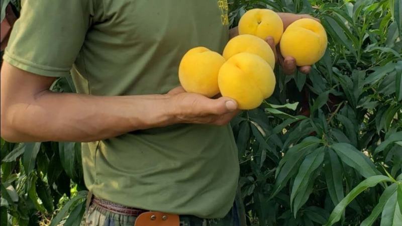 山东沂蒙山黄金蜜桃子