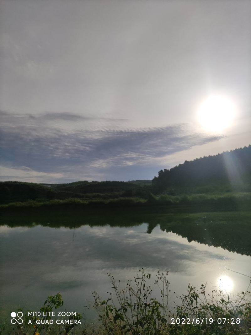青竹鱼苗