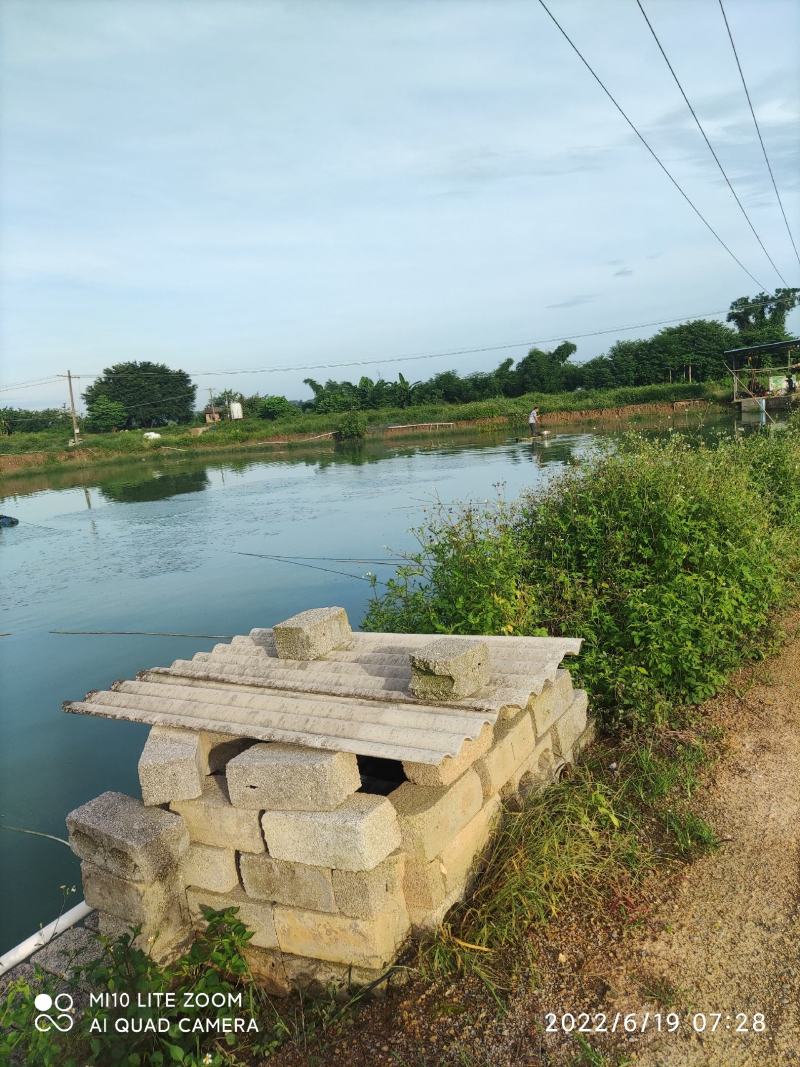 青竹鱼苗