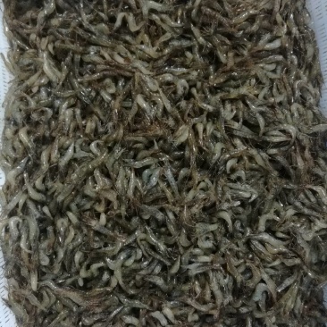 活冻河虾