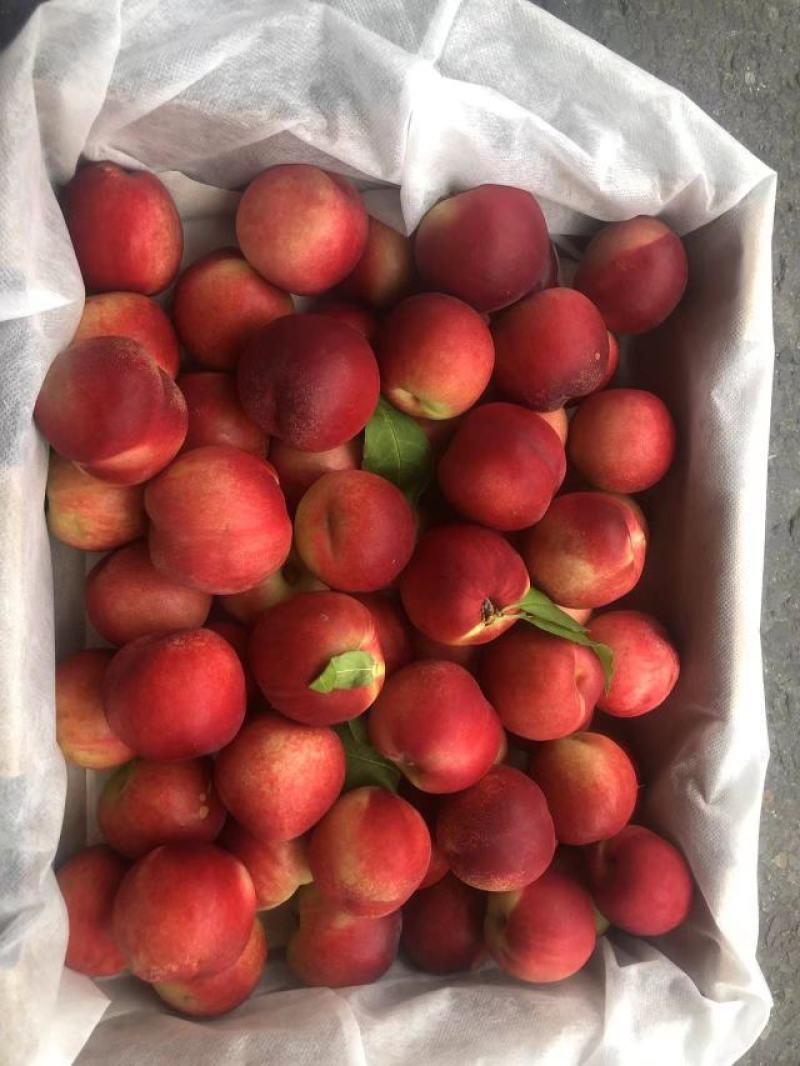 珍珠油桃