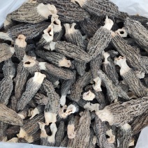 现货头茬羊肚菌干货-可视频看货