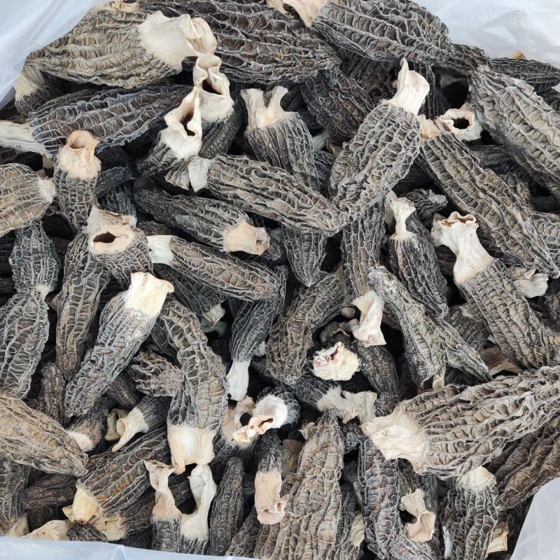 现货头茬羊肚菌干货-可视频看货