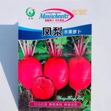 杂交一代甜脆水果萝卜种子凤梨萝卜种子紫皮紫肉萝卜种籽