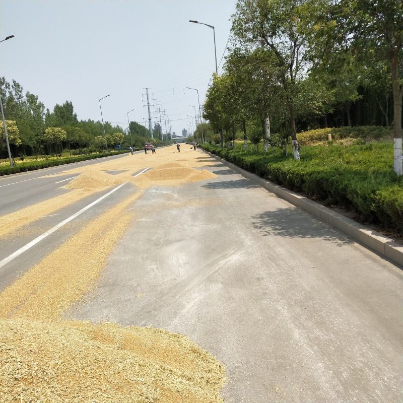 2026新小麦自家种的35万斤左右，水分12