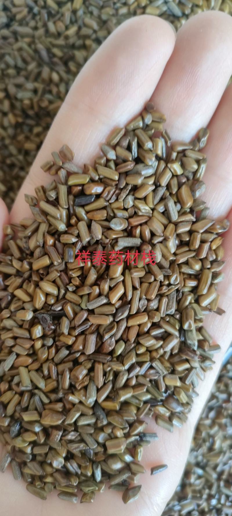 （热销）草决明决明子进口一手货源实物拍摄量多从优