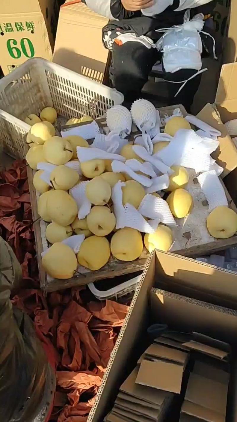 【酥梨】山西酥梨精品果口感甜供大型商场电商社区团购