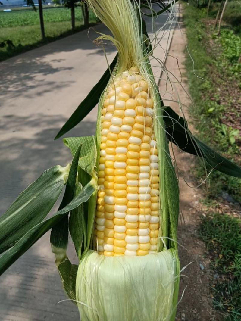 西双版纳精品水果玉米，花超、太阳花，需要的老板联系