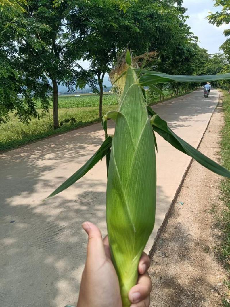 西双版纳精品水果玉米，花超、太阳花，需要的老板联系