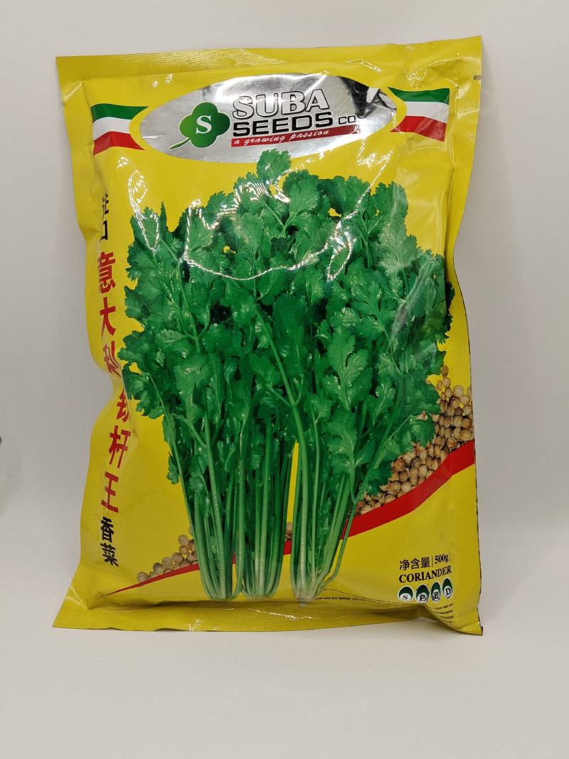 意大利铁杆香菜种子大叶油亮生长快