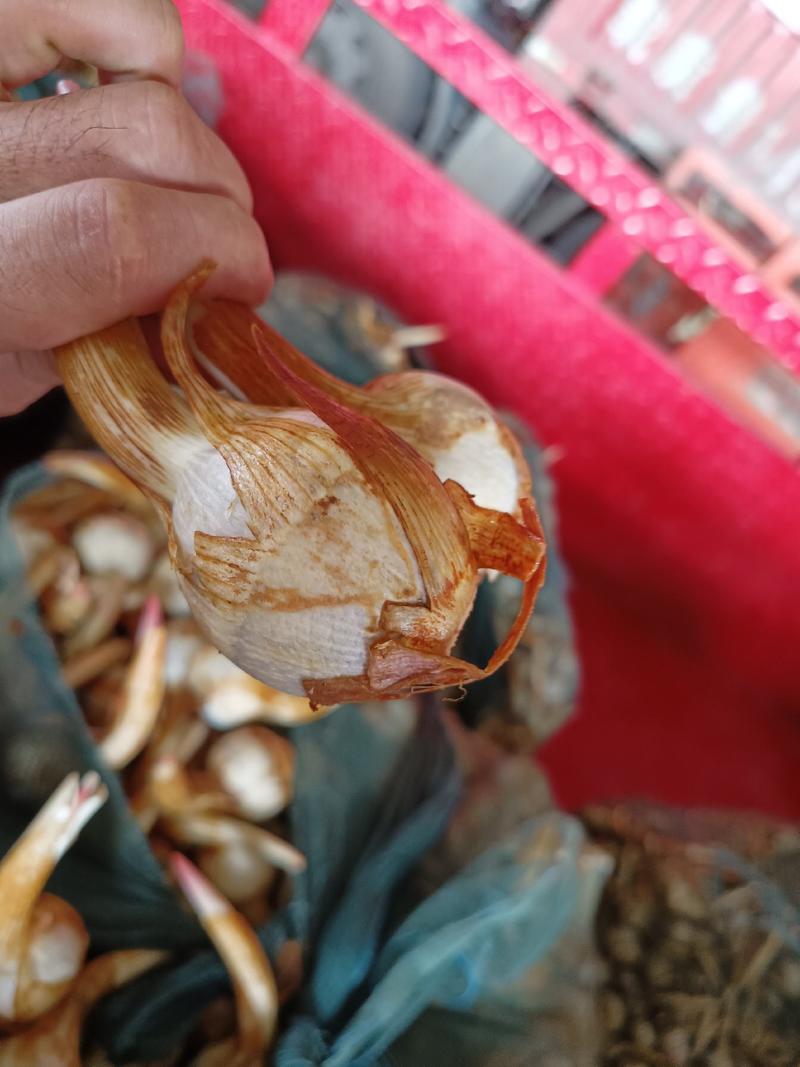 云南省红河州精品鸭蛋蓝皮茨菇价格美丽欢迎来电