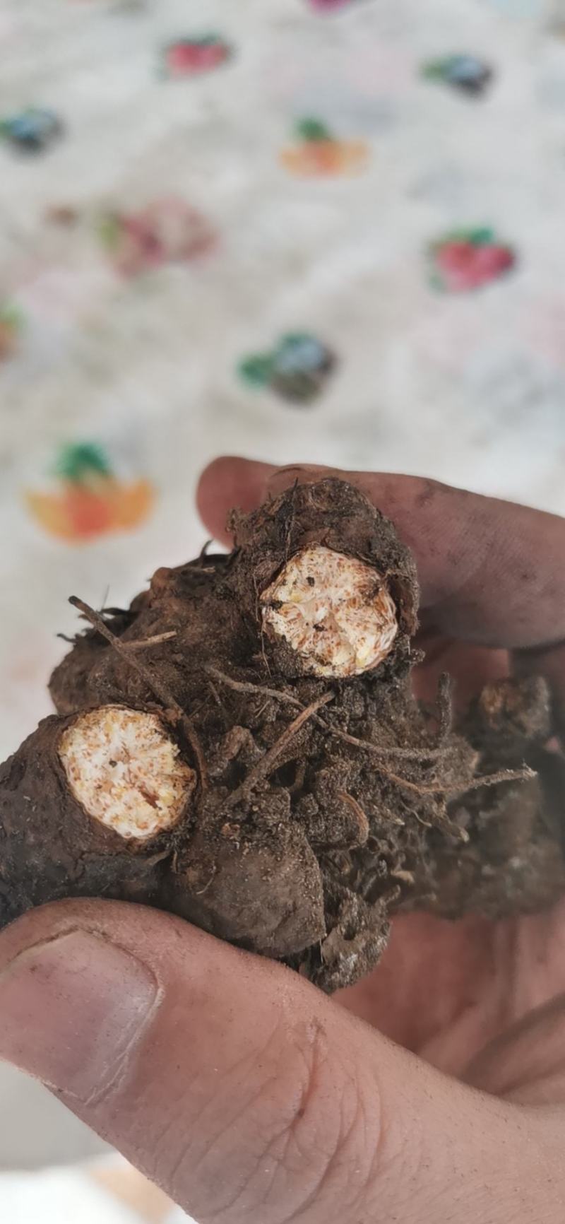 苍术