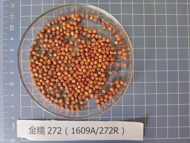 早熟、抗鸟、小粒、矮秆宜机收优质酿酒糯高粱种子金糯272