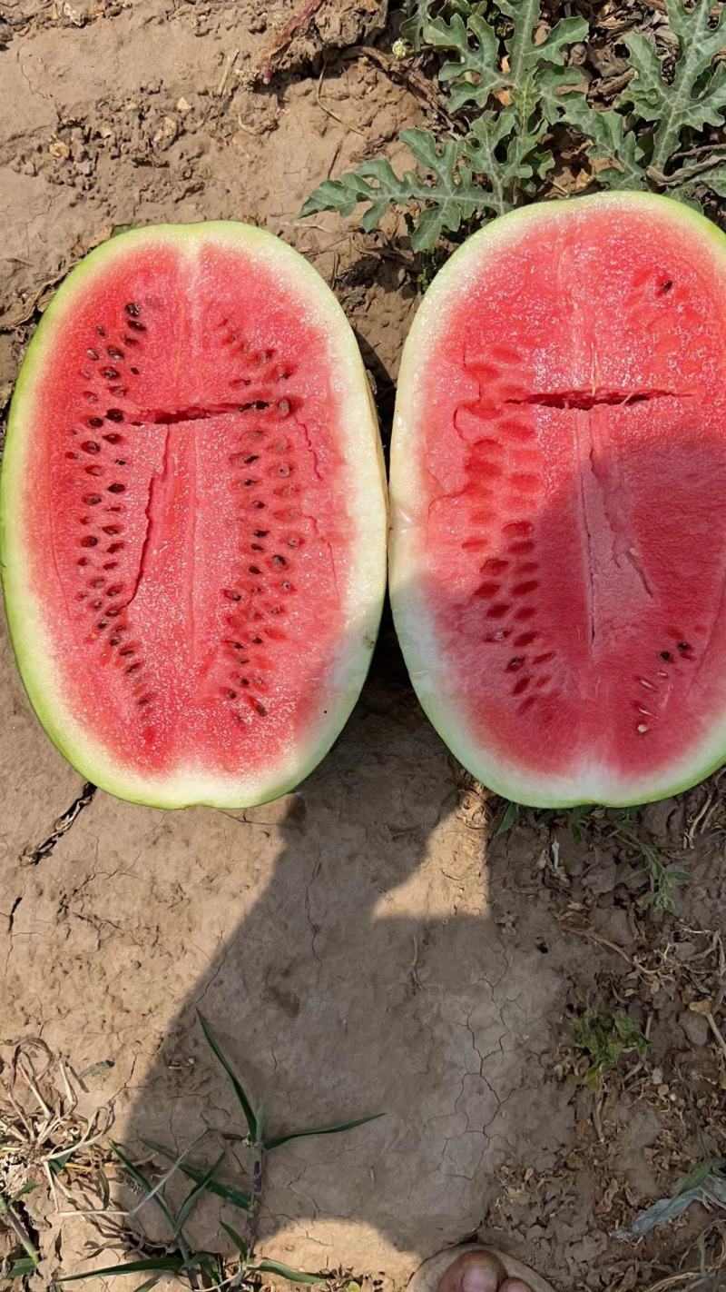（热销）精品龙卷风西瓜大量上市中，瓜形好，量大优先，