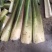 双季茭，会理茭白，单季茭，小早，会理单季茭，双季茭