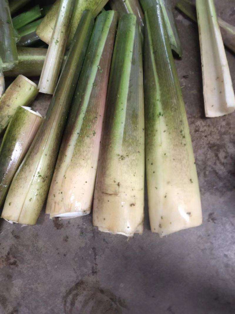 双季茭，会理茭白，单季茭，小早，会理单季茭，双季茭