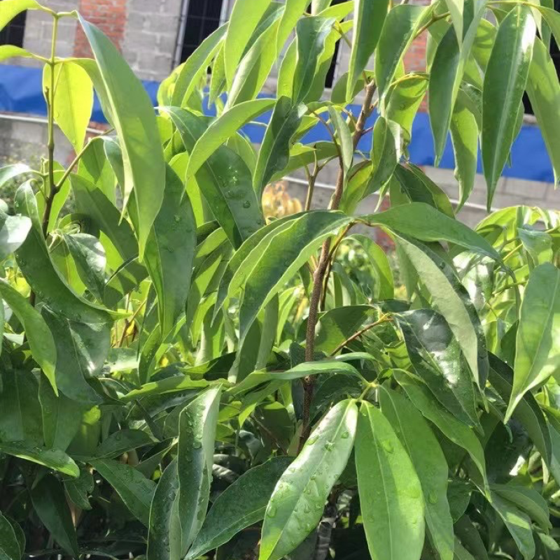 荔枝苗正品嫁接苗桂味荔枝苗，核小肉厚