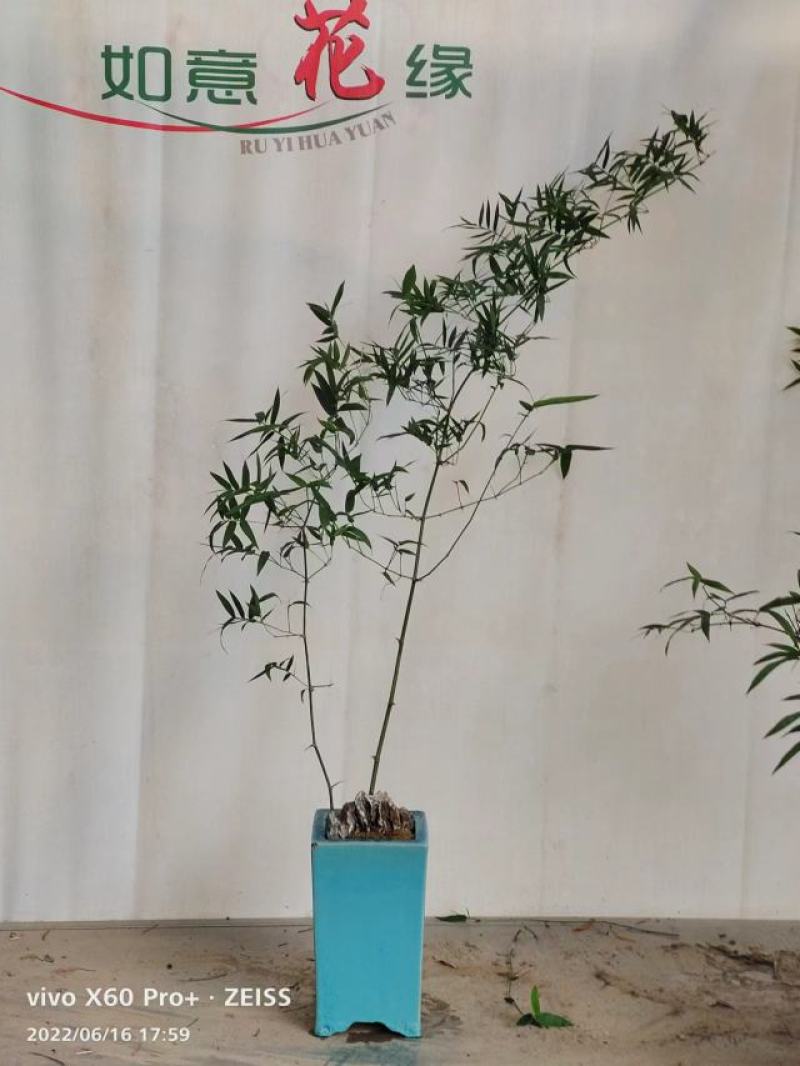 簕竹.基地直销精品盆栽全国一件代发物美价廉产品好服务好。