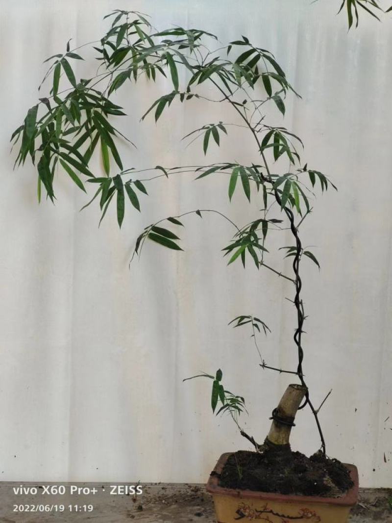 簕竹.基地直销精品盆栽全国一件代发物美价廉产品好服务好。