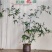 簕竹.基地直销精品盆栽全国一件代发物美价廉产品好服务好。