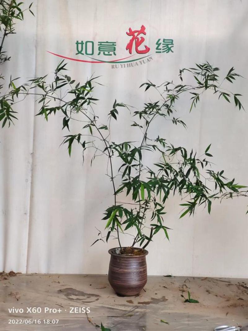 簕竹.基地直销精品盆栽全国一件代发物美价廉产品好服务好。