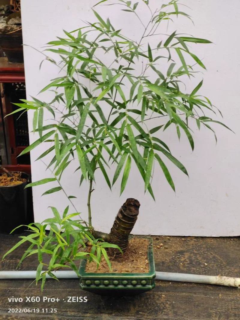 簕竹.基地直销精品盆栽全国一件代发物美价廉产品好服务好。
