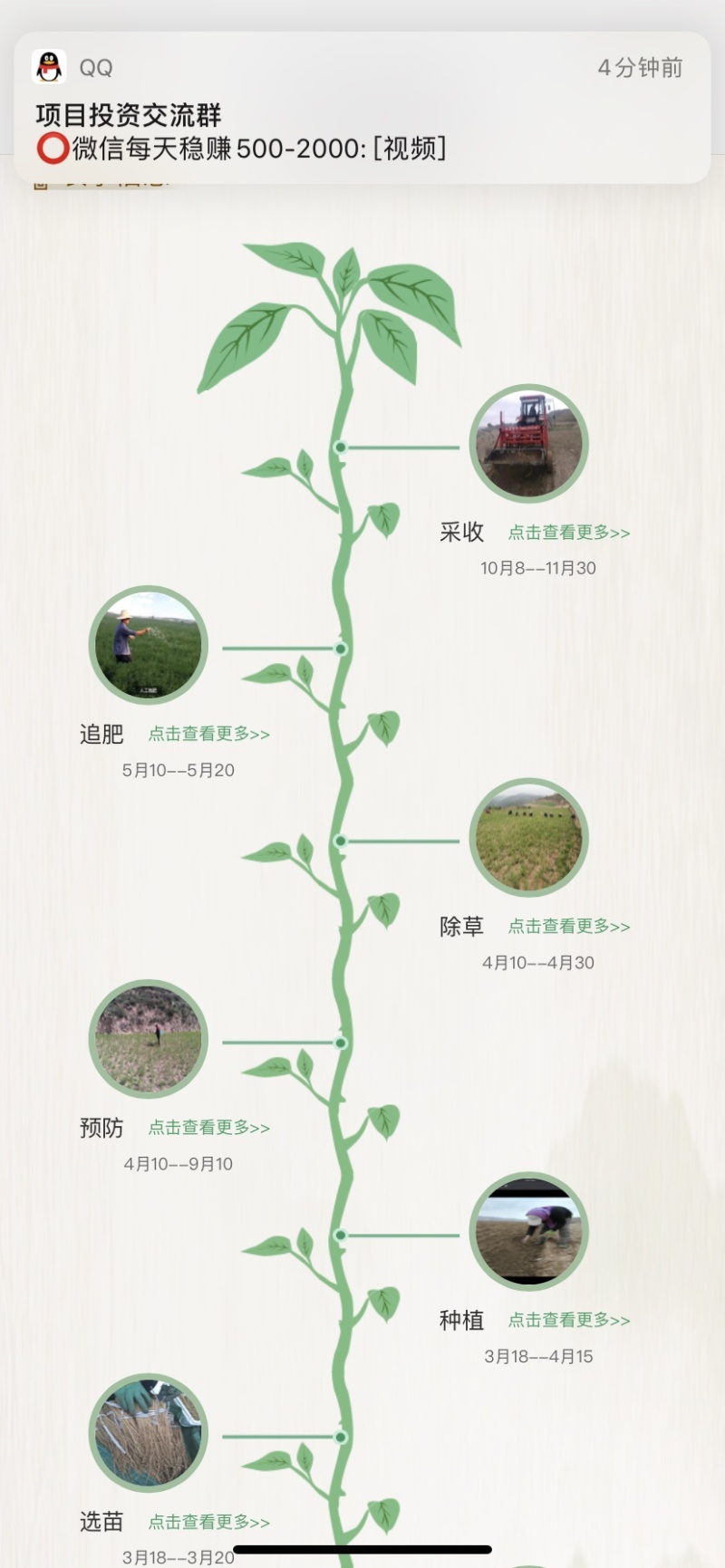 选购正规货源黄芪营养丰富直发新鲜到家