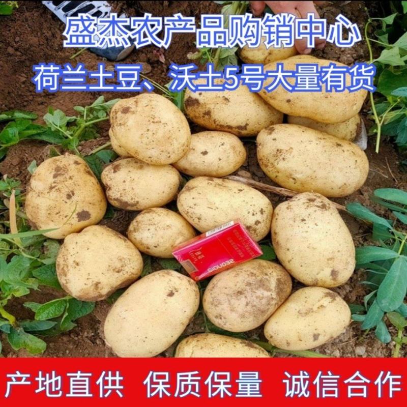 土豆河北精品沃土，Ev荷兰806大量上市，个头大，品质好