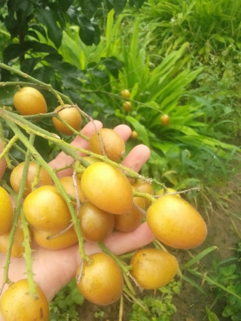 广西武鸣黄皮果鸡心冰糖无籽黑金钢黄皮果果酱厂产地代办供货