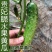 精品水果黄瓜黄瓜湖北产地直供，看货论价保质保量