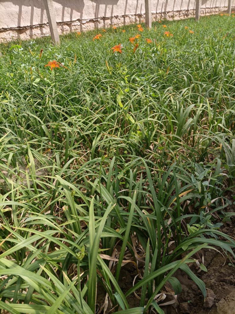 大花萱草，
