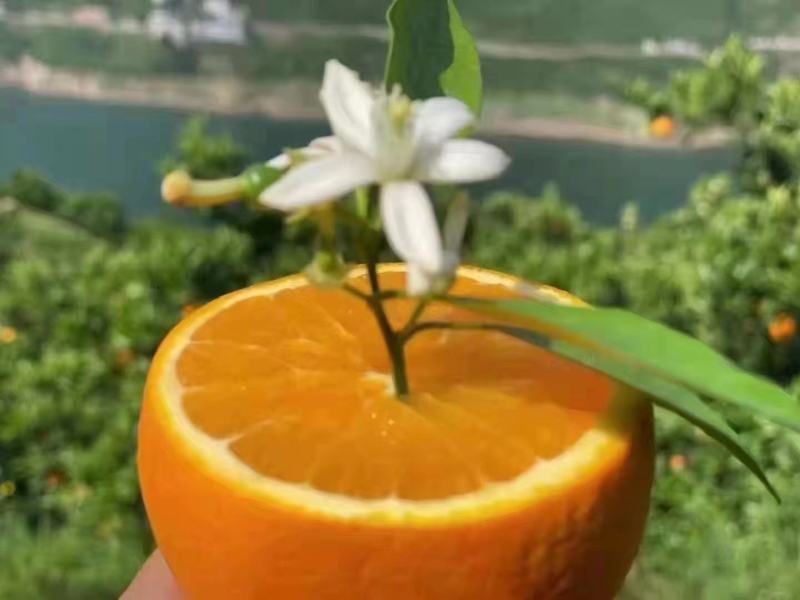 【橙味十足】湖北秭归伦晚脐橙新鲜水果产地直发全国批发