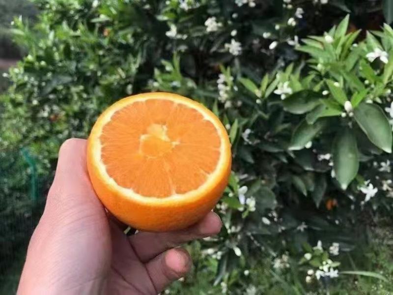 【橙味十足】湖北秭归伦晚脐橙新鲜水果产地直发全国批发