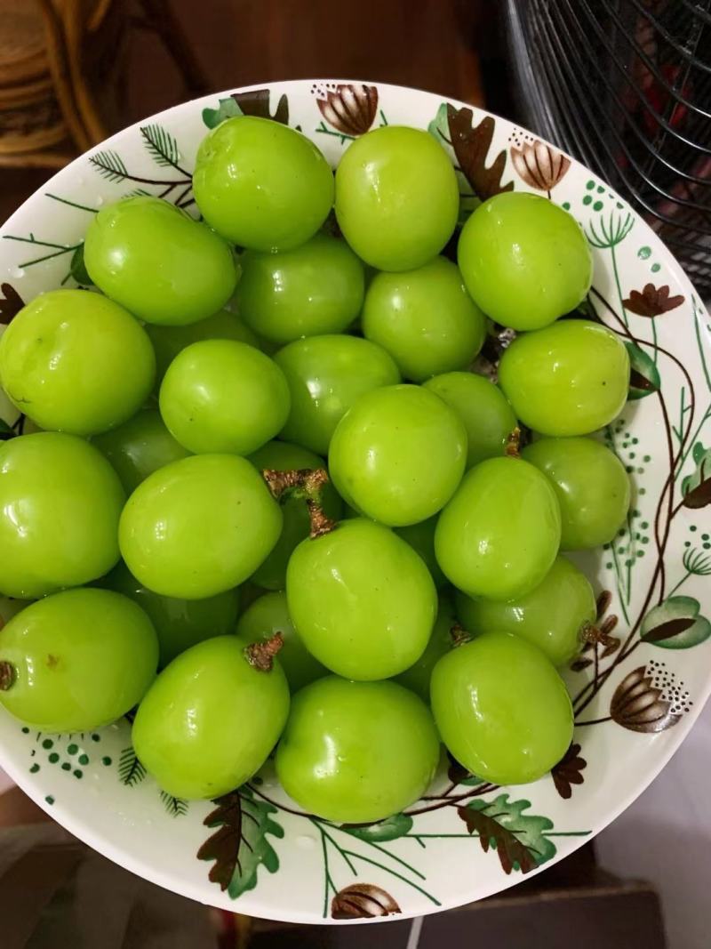 山东半岛青岛莱西阳光玫瑰葡萄晴王葡萄