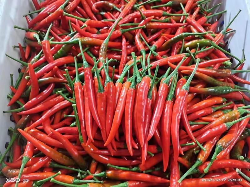 精品艳红辣椒一手货源，货源充足，代发全国