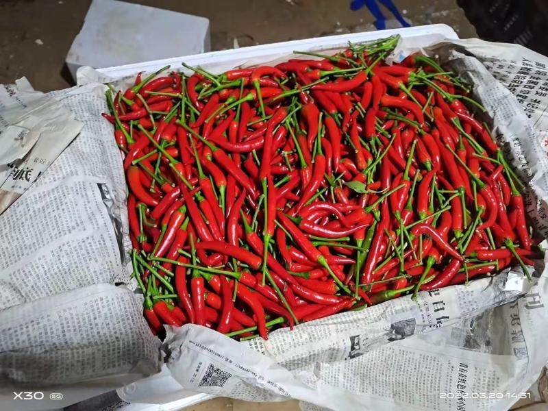 精品艳红辣椒一手货源，货源充足，代发全国
