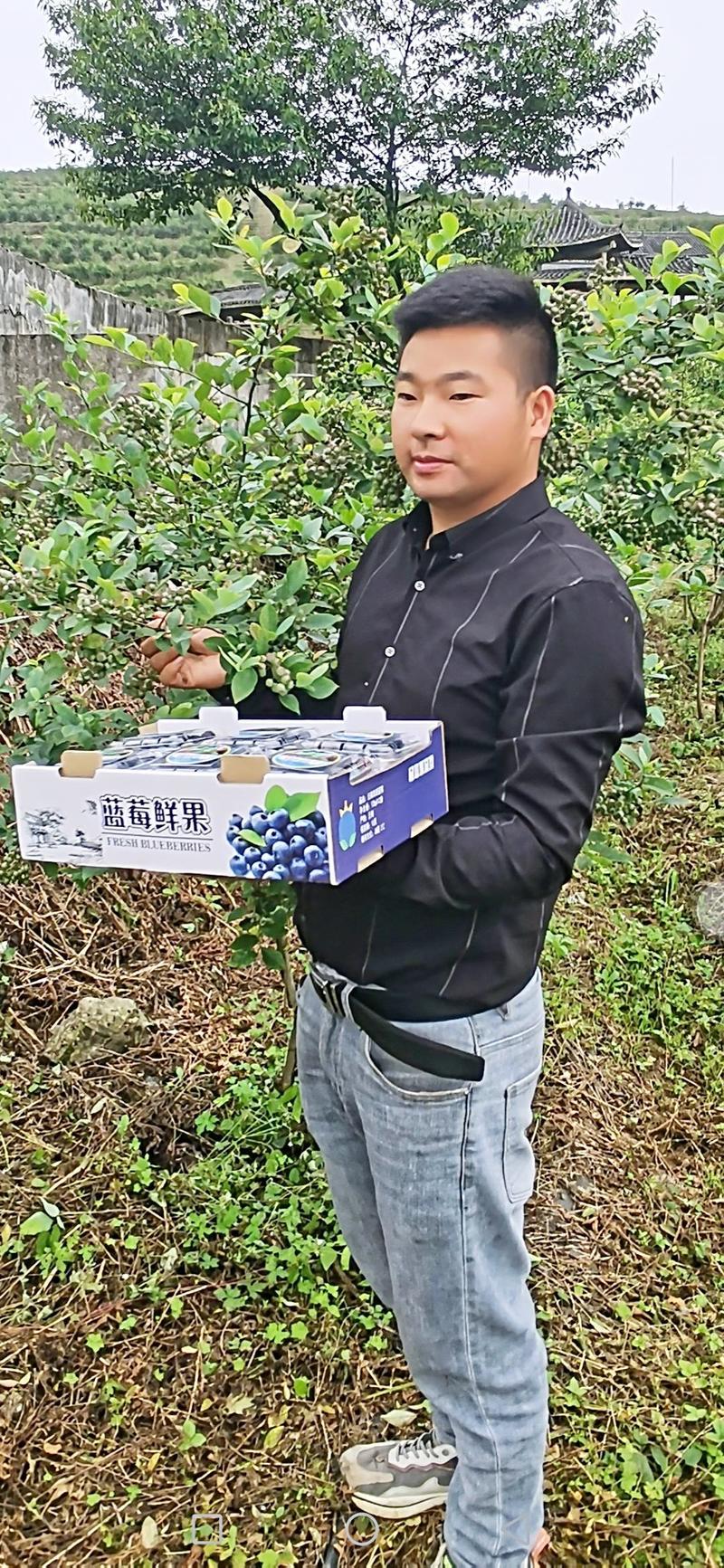 贵州遵义生态蓝莓优质鲜果精品包装千亩产地直销量大从优