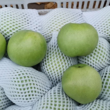 绿宝石梨