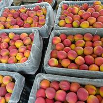 串枝红杏已大量上市了，商品果加工果都有，欢迎您前来采购