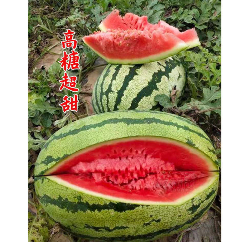 新疆金城5号西瓜皮薄肉厚质量上乘大量现货代发全国