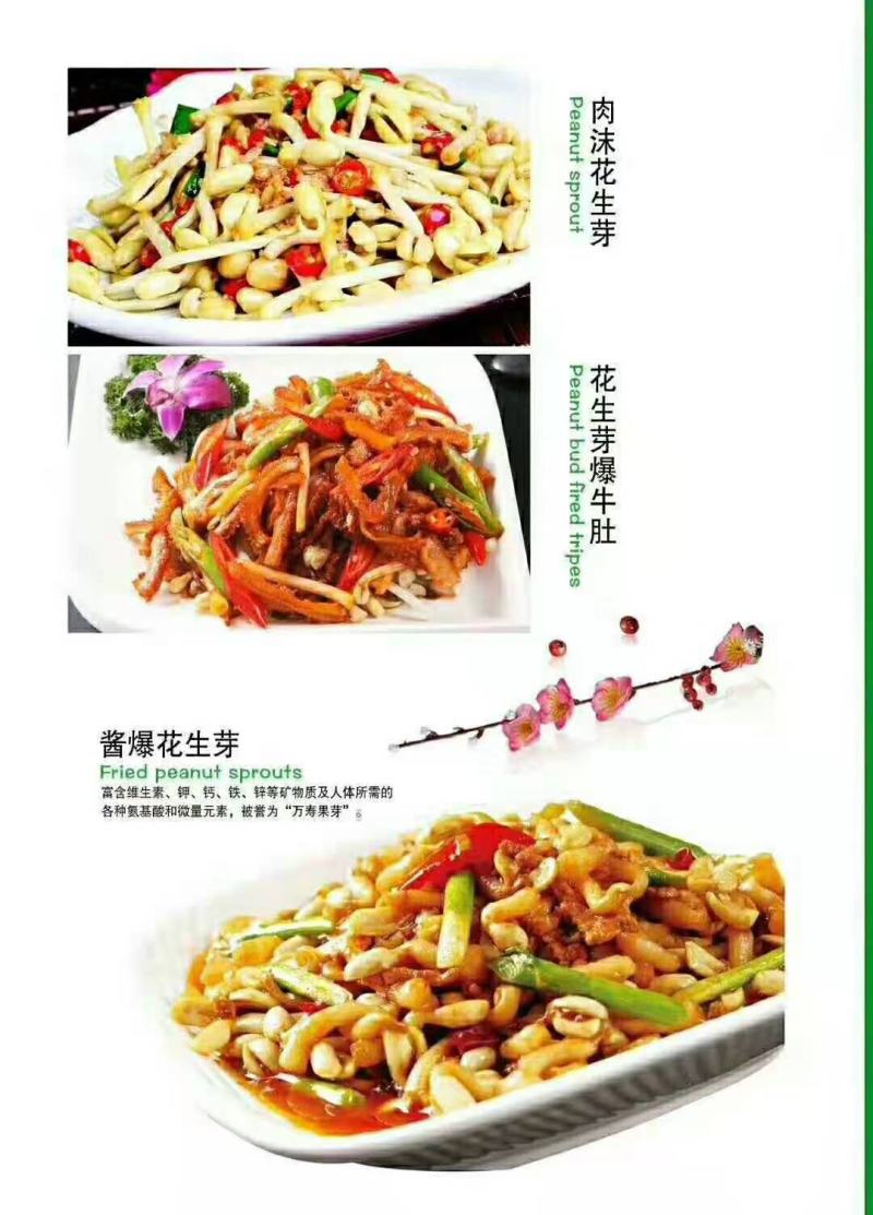 花生芽芽苗类新鲜花生苗白藜芦醇营养蔬菜无农药水培