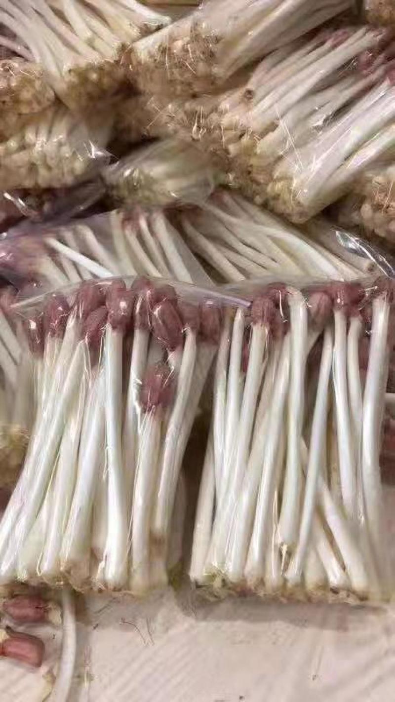 花生芽芽苗类新鲜花生苗白藜芦醇营养蔬菜无农药水培