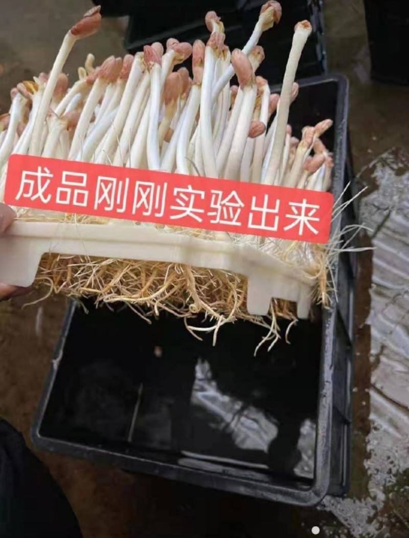 花生芽芽苗类新鲜花生苗白藜芦醇营养蔬菜无农药水培