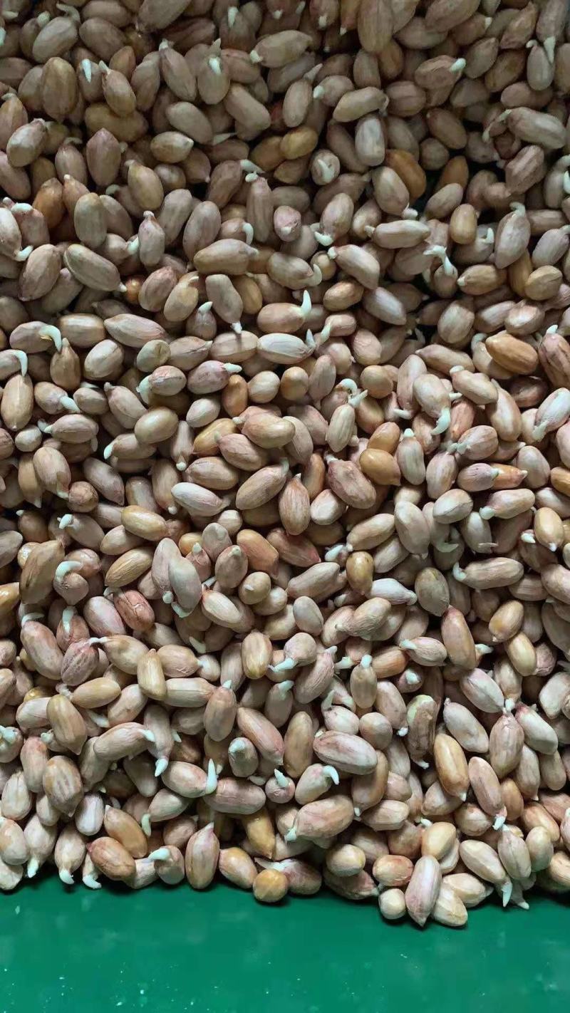 花生芽芽苗类新鲜花生苗白藜芦醇营养蔬菜无农药水培