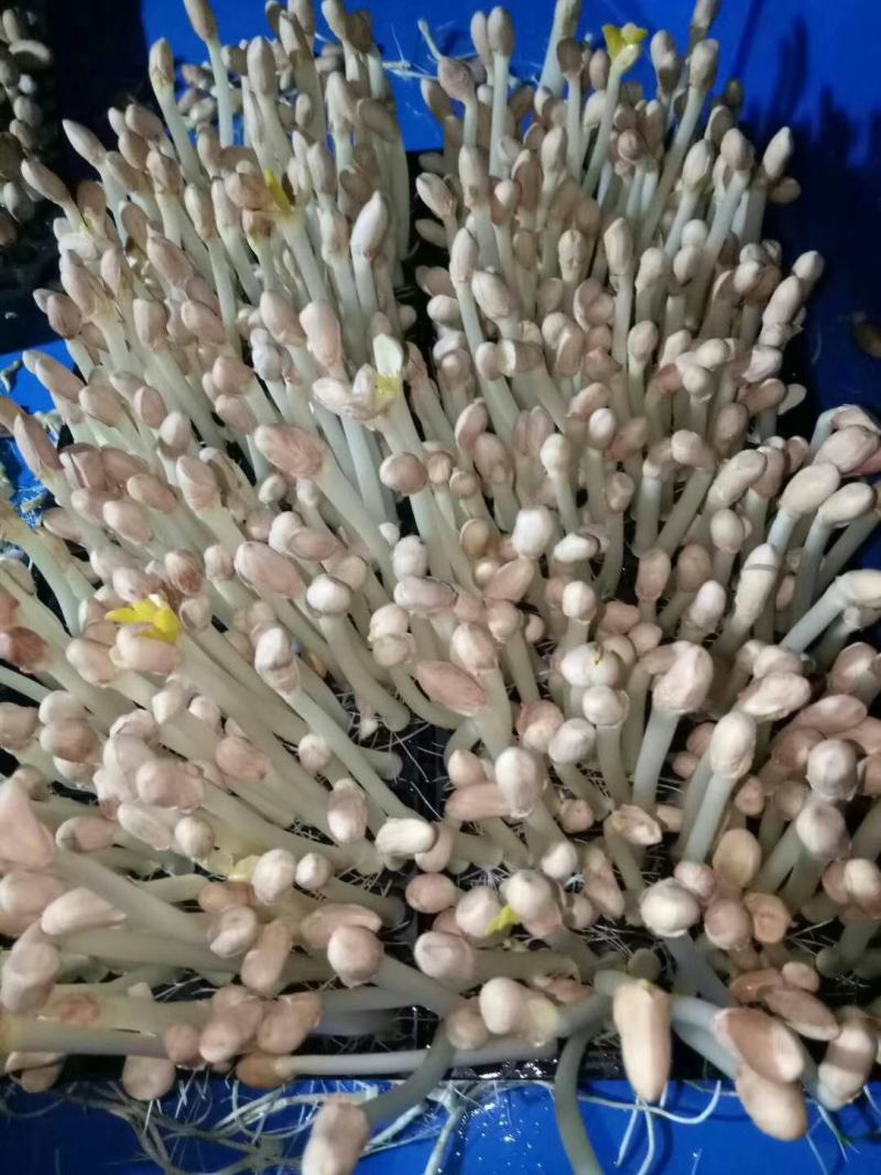 花生芽芽苗类新鲜花生苗白藜芦醇营养蔬菜无农药水培